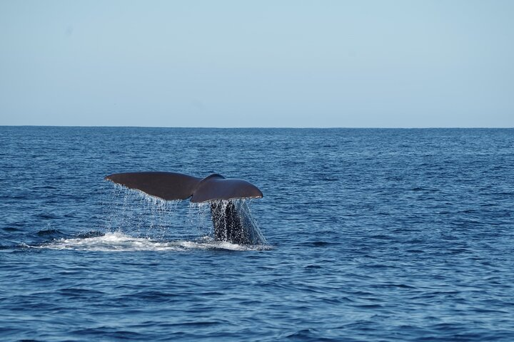 Whale Watching from Bentota with Pickup & Drop - Photo 1 of 8